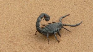 skorpion_pustynia